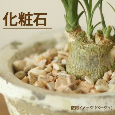 化粧石 観葉植物の土が見えないように隠し おしゃれに飾る