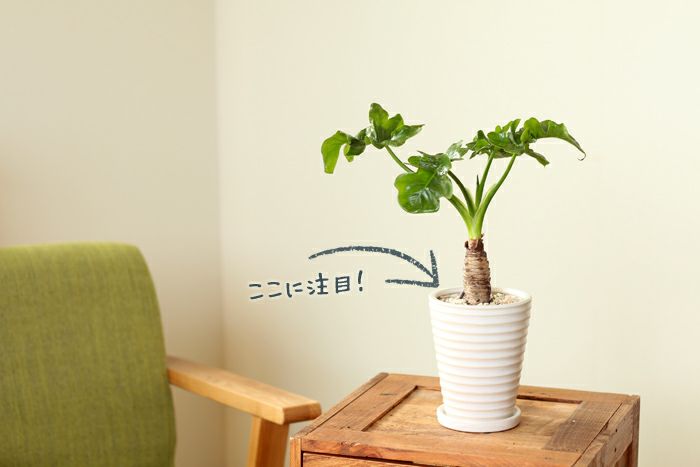 ナチュラル化粧石 小袋350g 公式 E 花屋さん ナチュラル化粧石 小袋350g 公式 E 花屋さん