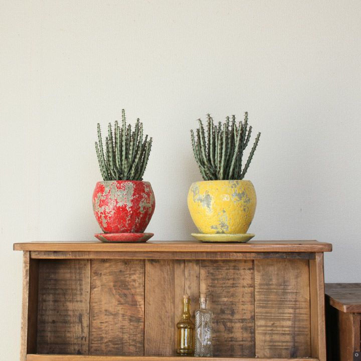 ユーフォルビア・アエルギノーサ 陶器鉢仕立て | [公式]e-花屋さん