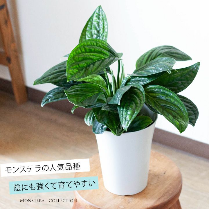 ややこしいモンステラ デリシオーサ アダンソニー種類の違いは ややこしいモンステラ デリシオーサ アダンソニー種類の違いは