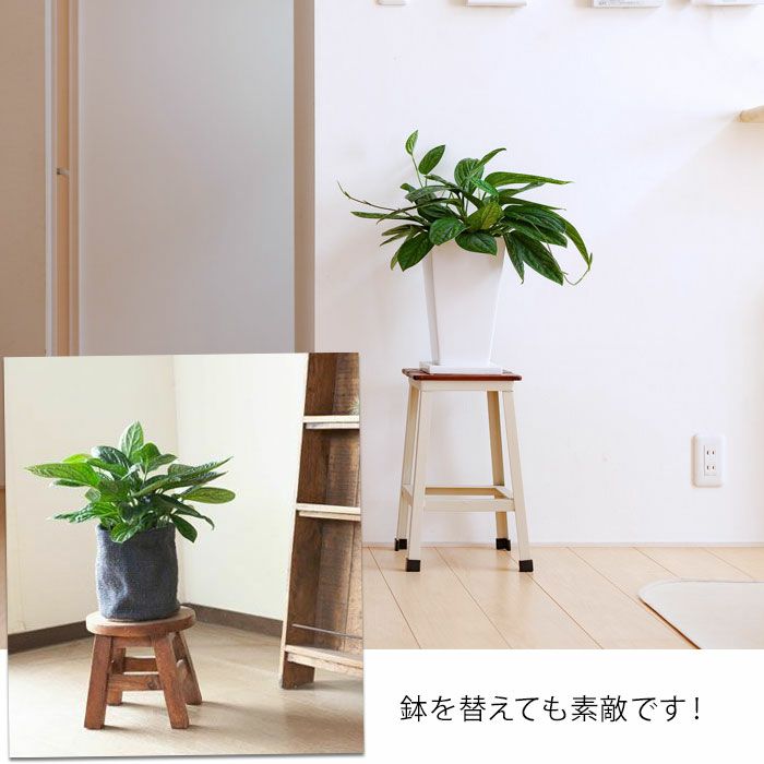 モンステラ・ジェイド”シャトルコック”陰に強く育てやすい品種e