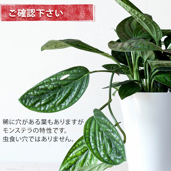 モンステラ ジェイドシャトルコック 公式 E 花屋さん モンステラ ジェイドシャトルコック 公式 E 花屋さん