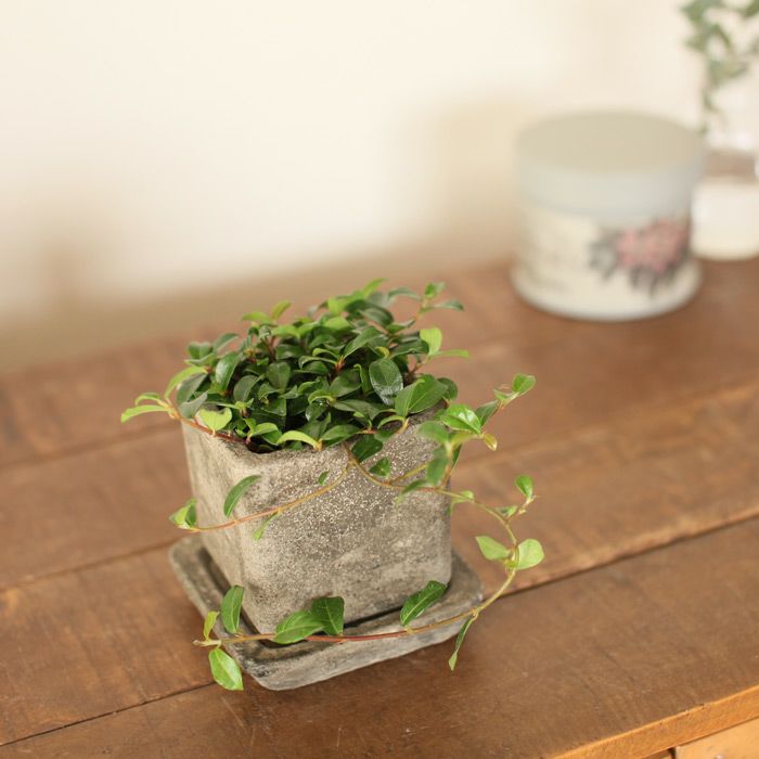 石のような質感ストーン植木鉢｜2～2.5号サイズ植物の植替えに適応