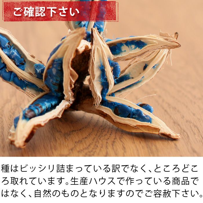 旅人の木の種(タビビトノキの実)日本産ブルーオブジェ|e-花屋 旅人の木の種(タビビトノキの実)日本産ブルーオブジェ|e-花屋