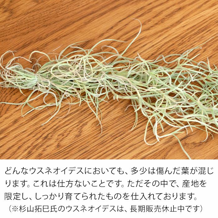 スパニッシュモス ウスネオイデス なら太葉 飾り方 育て方掲載