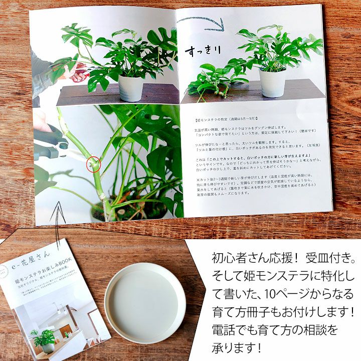 姫モンステラは風水good植物 水やり 剪定 植え替えガイド付き