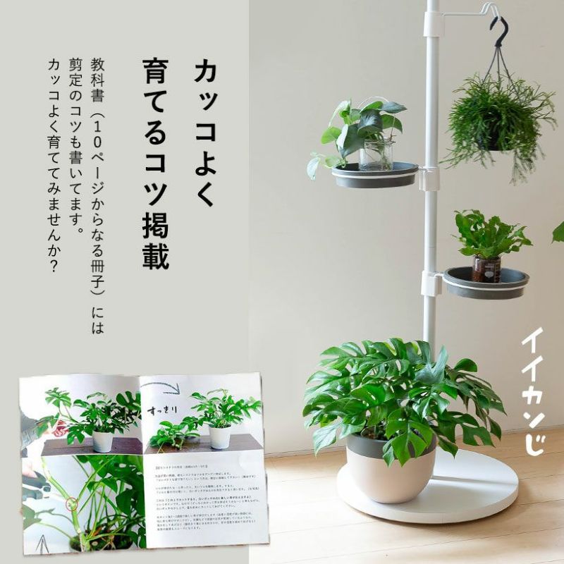 ヒメモンステラ風水good植物「姫」は卓上サイズ｜育て方付き