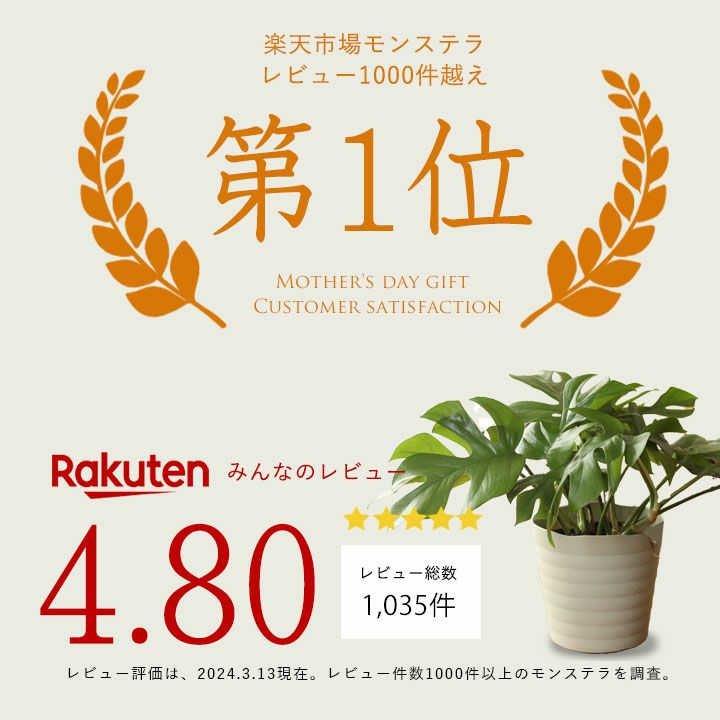 ヒメモンステラ風水good植物「姫」は卓上サイズ｜育て方付き