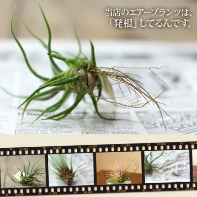 エアープランツ「育てやすい、発根コレクション」