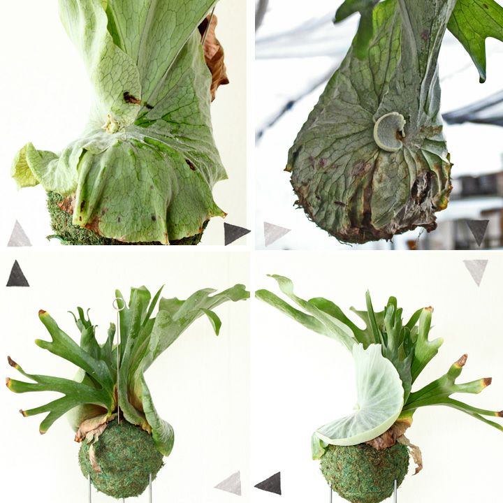 コウモリラン（ビカクシダ）スパーバムの苔玉：育て方付きe-花屋