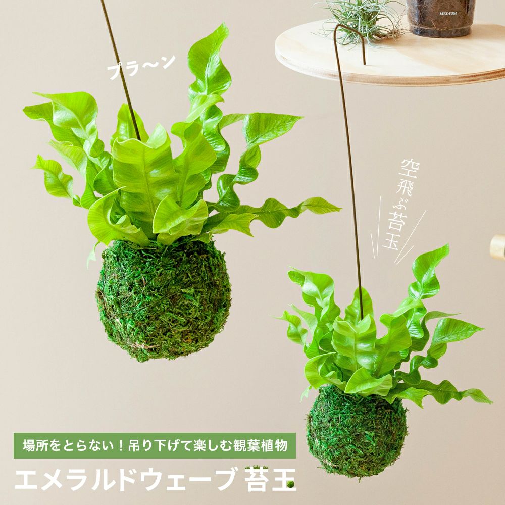 エメラルドウェーブの苔玉 吊り下げて楽しむ女子に人気の観葉植物