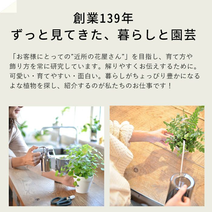 エメラルドウェーブの苔玉｜吊り下げて楽しむ女子に人気の観葉植物