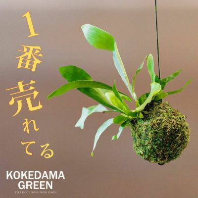 吊り下げ観葉植物なら「苔玉」がいい理由｜[公式] e-花屋さん 本店