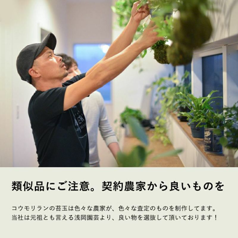 大特価 コウモリラン◇苔玉ハンギング◇ビフルカツム◇①④ 成長した為