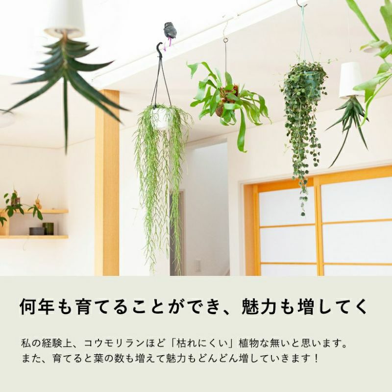 コウモリラン(ビカクシダ)苔玉｜育て方付き！小ぶり品種ネザーランド