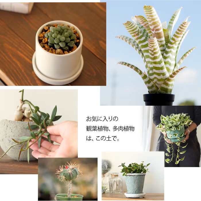 観葉植物はプレミアム用土 1番人気 虫がわかないbest配合e 花屋さん