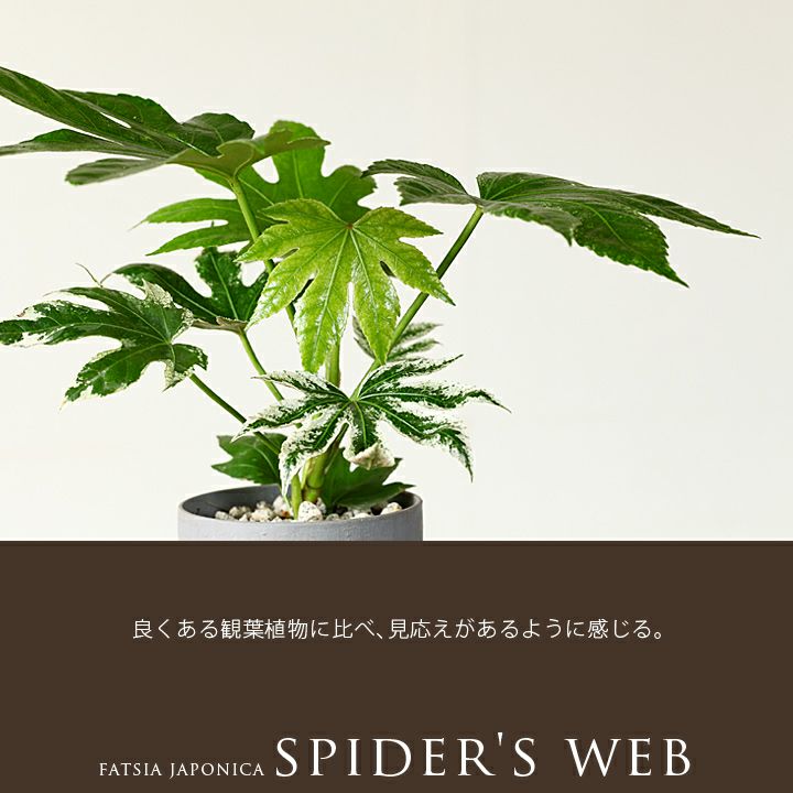 斑入りヤツデ スパイダーウェブ 公式 E 花屋さん