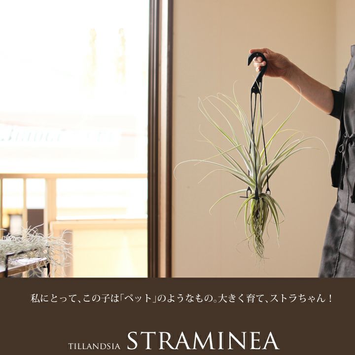大型エアープランツ！農家の力作・巨大化ストラミネア（希少種）