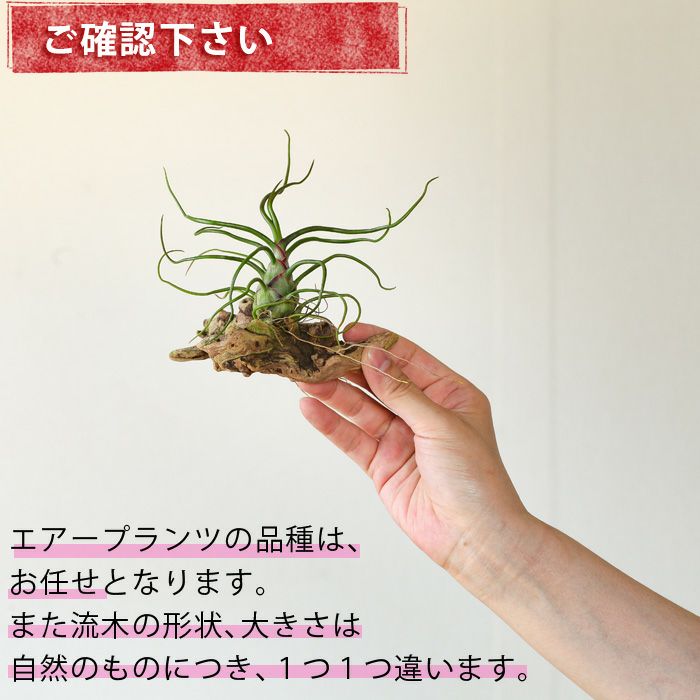 エアープランツをマングローブの木にくっつけて 公式 E 花屋さん