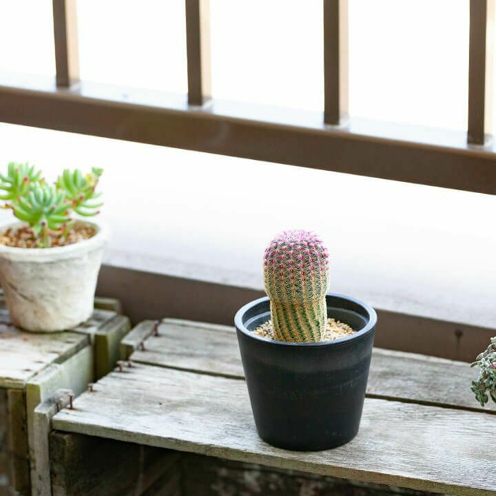 軽石 小粒 2L 多肉植物 サボテン 観葉植物土 魂根植物 - 園芸養土・薬品