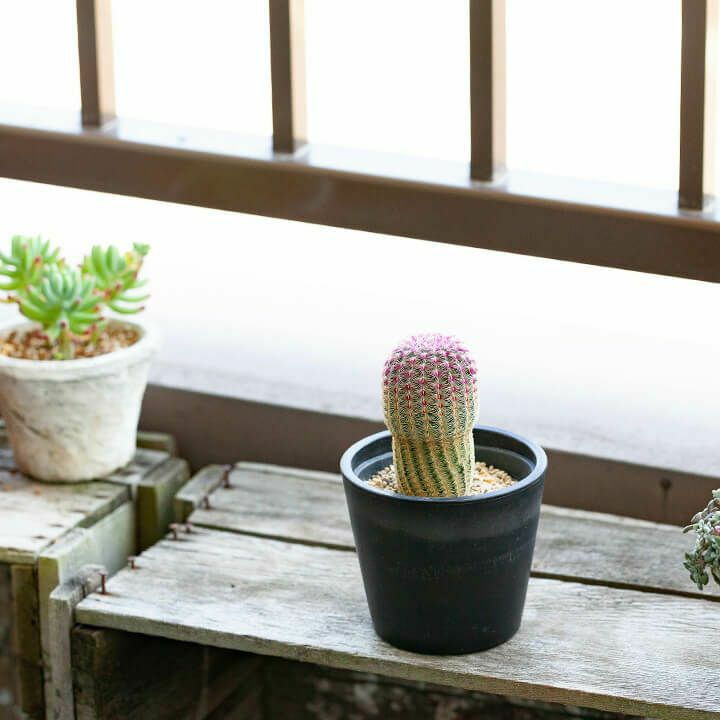 超高品質で人気の 軽石 小粒 1L 多肉植物 サボテン 観葉植物土 魂根植物