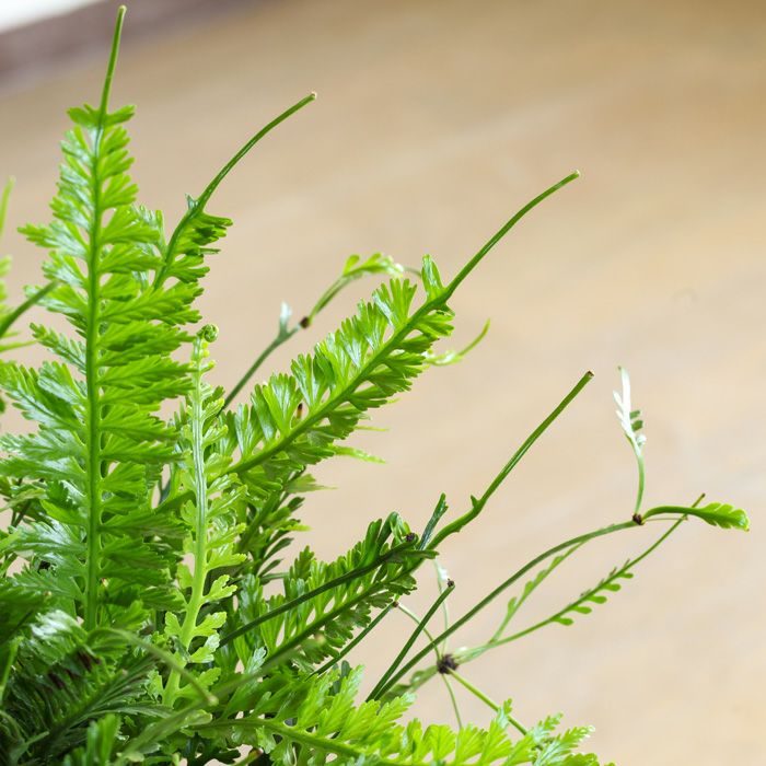 アスプレニウム・ケンゾイinブリキPOT【送料無料】 | [公式]e-花屋さん