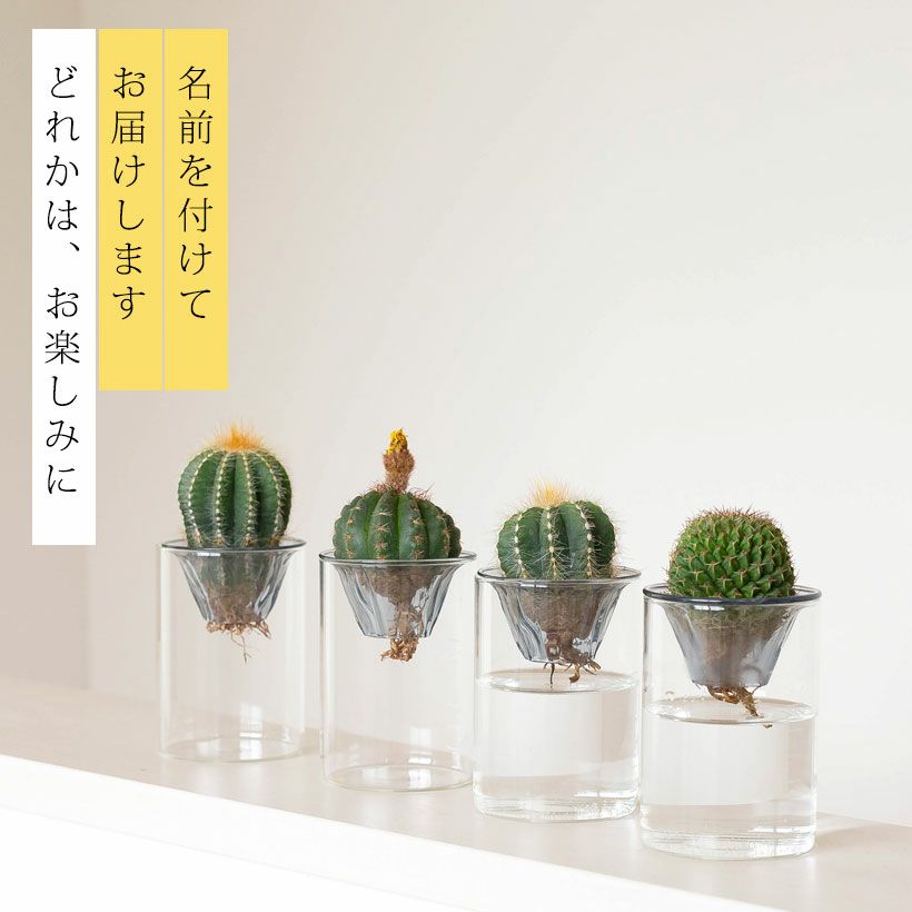 サボテン