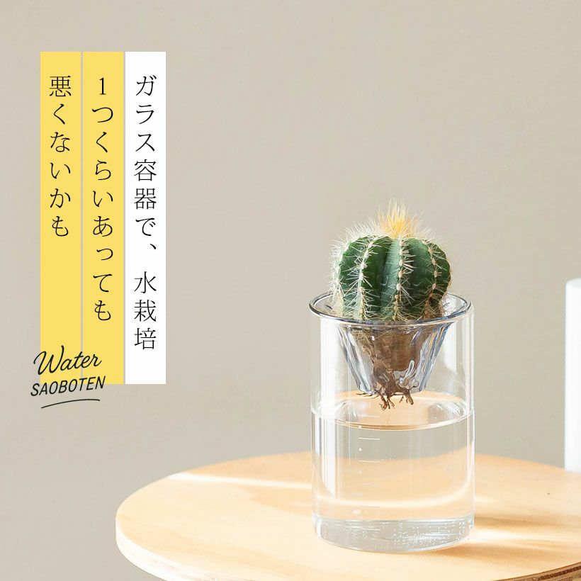 サボテンの水耕栽培を棚の上に