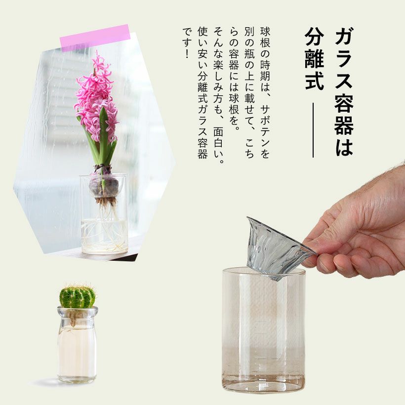サボテンの水耕栽培をパソコンの横に