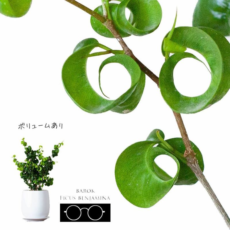 おしゃれ観葉植物の通販「初心者向け＆かわいい」インテリア植物