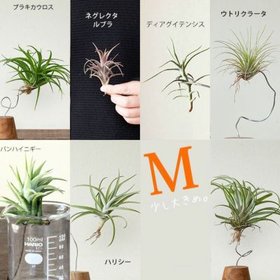ちょっぴり大きめ！名人が時間をかけたエアープランツ