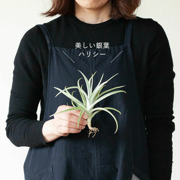 チランジアの興味が進む大きめサイズ 開花も期待 飾ると様になるサイズ