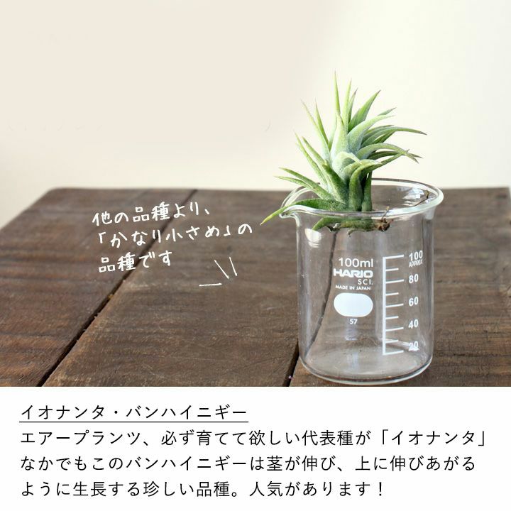 チランジアの興味が進む大きめサイズ 開花も期待 飾ると様になるサイズ