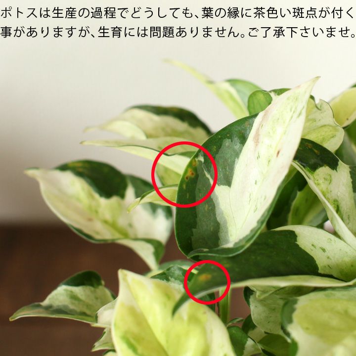 トップ100 ポトス 葉 茶色 斑点 すべての美しい花の画像