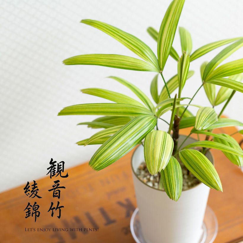 観音竹アヤニシキ 綾錦 斑入りで美しい観葉植物 公式 E 花屋さん