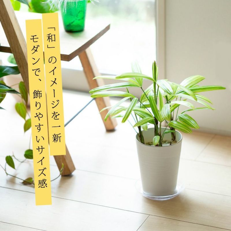 綾錦の特徴