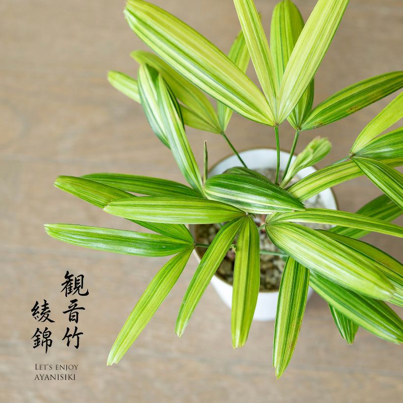 観音竹アヤニシキ 綾錦 斑入りで美しい観葉植物 公式 E 花屋さん