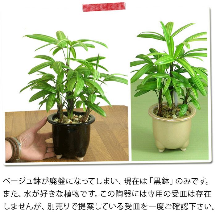 観音竹アヤニシキ（綾錦）斑入りで美しい観葉植物[公式] e-花屋さん