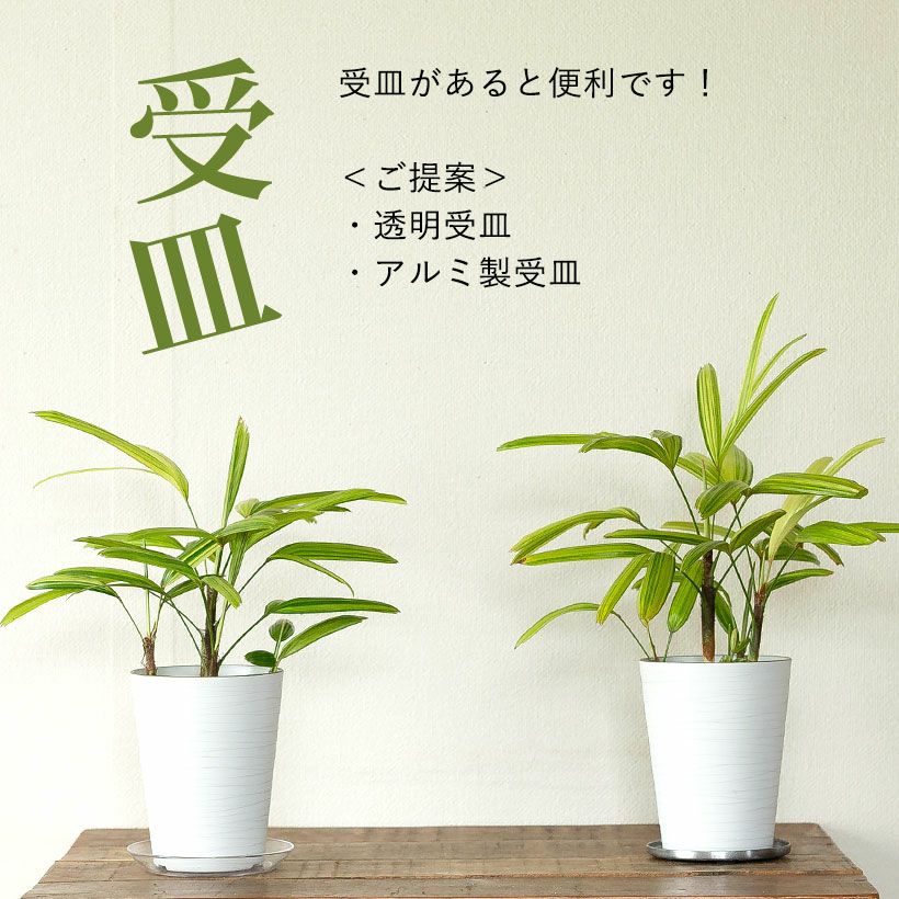 観音竹アヤニシキ（綾錦）斑入りで美しい観葉植物[公式] e-花屋さん