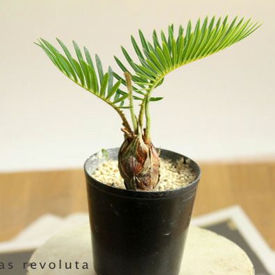 小さいソテツ（蘇鉄）観葉植物として室内でも楽しめるミニサイズ苗