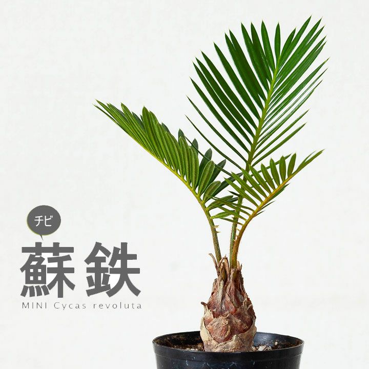 小さいソテツ（蘇鉄）観葉植物として室内でも楽しめるミニサイズ苗