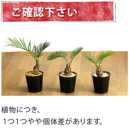 小さいソテツ（蘇鉄）観葉植物として室内でも楽しめるミニサイズ苗