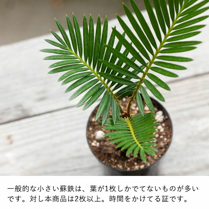 小さいソテツ（蘇鉄）観葉植物として室内でも楽しめるミニサイズ苗