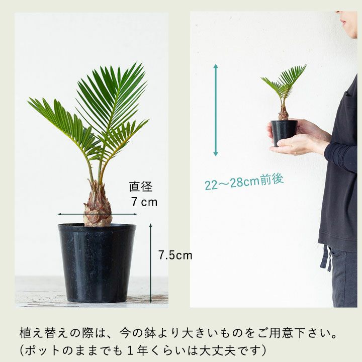 観葉植物 ソテツ