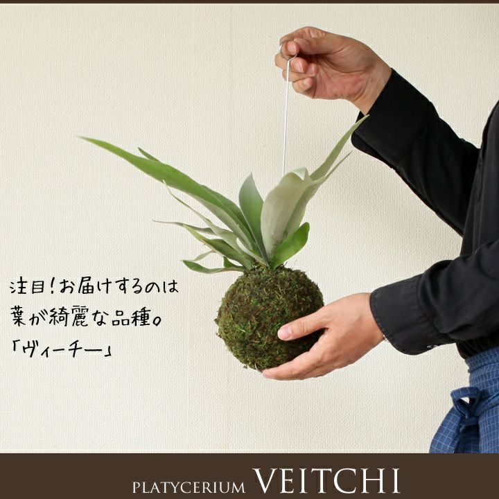 吊り下げる観葉植物、初めての人はコレ！コウモリランの苔玉ヴィーチー