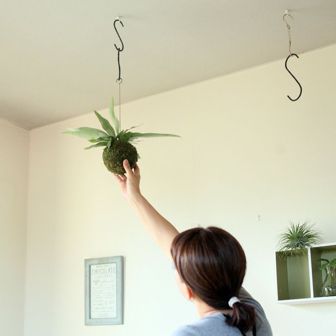 吊り下げる観葉植物 初めての人はコレ コウモリランの苔玉ヴィーチー
