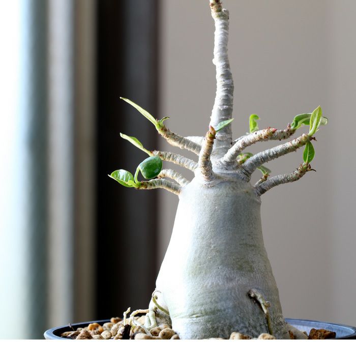 アデニウム・アラビカム（育て方付き）幹太の鉢植え｜[e-花屋さん