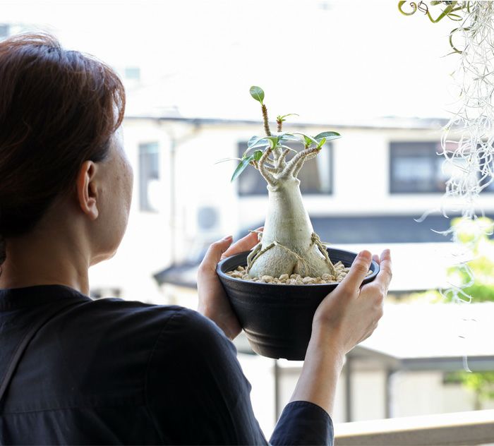 アデニウム・アラビカム（育て方付き）幹太の鉢植え｜[e-花屋さん