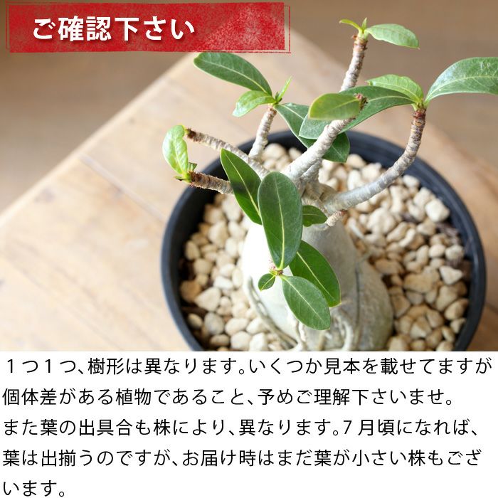 アデニウム・アラビカム（育て方付き）幹太の鉢植え｜[e-花屋さん