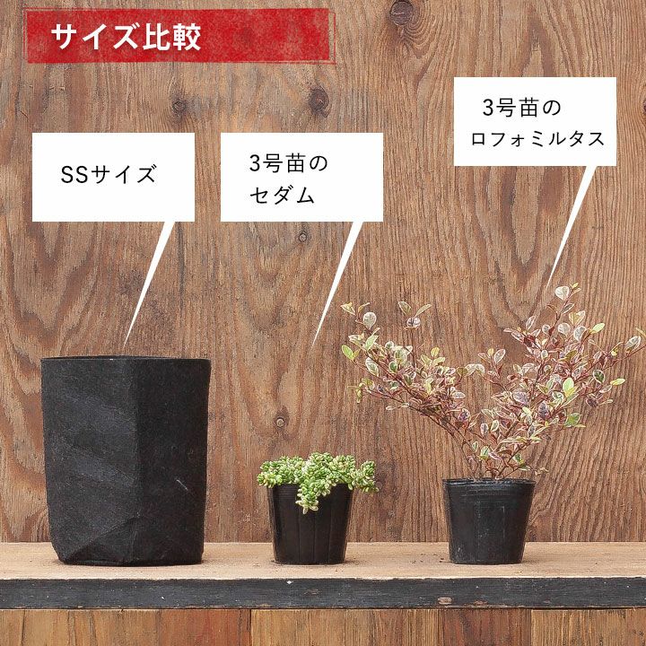 不織布プランター「ルーツポーチ」4号の植物の植え替えに｜1ガロン